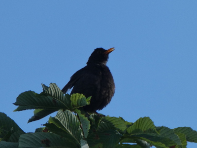 amsel11klein.jpg