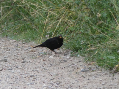 amsel3klein.jpg