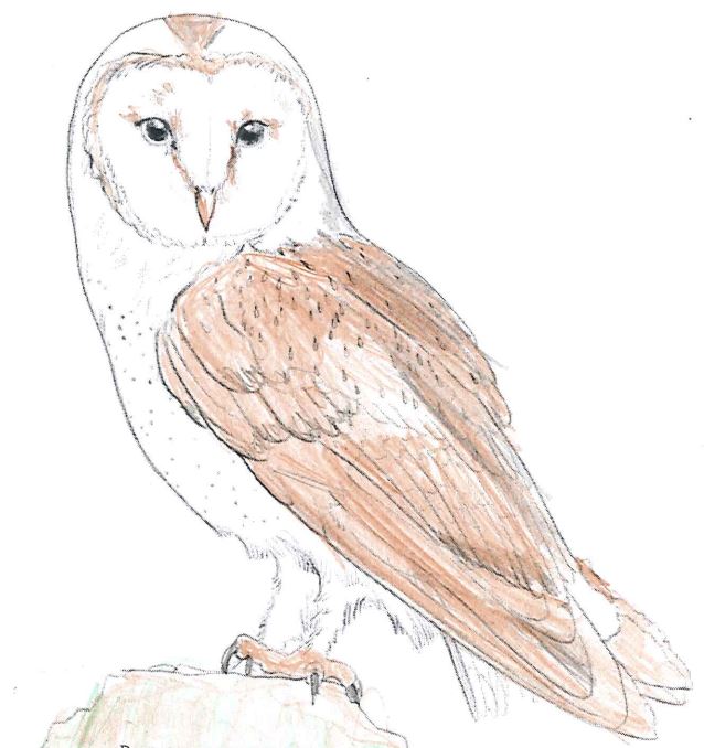 schleiereule-coloriert.jpg